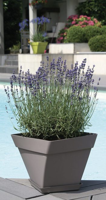 POT COCORIPOT Twist