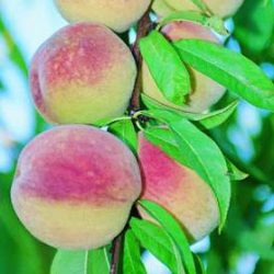 PECHER De Vigne Blanche