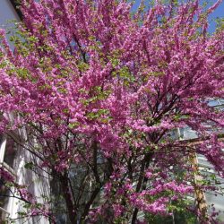 CERCIS Siliquastrum - ARBRE de Judée