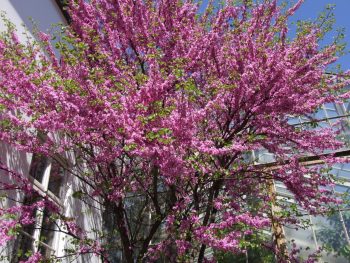 CERCIS Siliquastrum - ARBRE de Judée