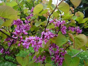 CERCIS Siliquastrum - ARBRE de Judée – Image 4