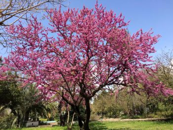 CERCIS Siliquastrum - ARBRE de Judée – Image 3