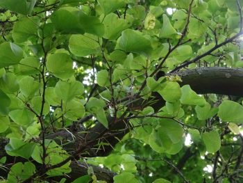 CERCIS Siliquastrum - ARBRE de Judée – Image 2