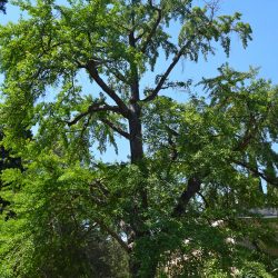 GINKGO Biloba