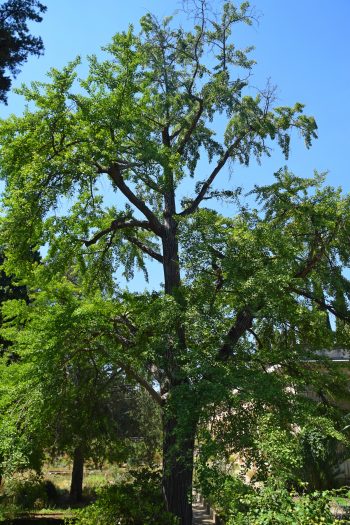 GINKGO Biloba
