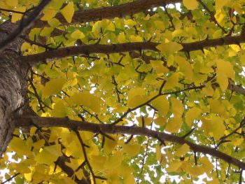GINKGO Biloba – Image 2