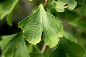 GINKGO Biloba – Image 3