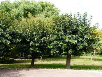 MORUS Fruitless - MURIER Platane – Image 3