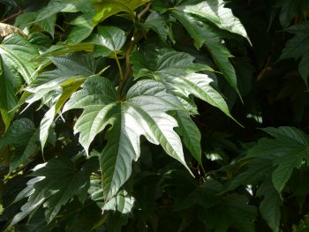 MORUS Fruitless - MURIER Platane – Image 2