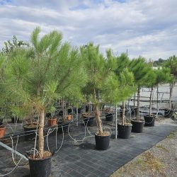 PINUS Pinea - Pin Parasol