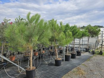 PINUS Pinea - Pin Parasol