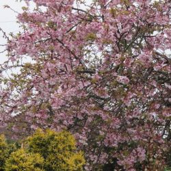 PRUNUS Automnalis Rosea - CERISIER du Japon