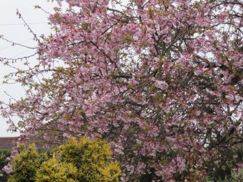 PRUNUS Automnalis Rosea - CERISIER du Japon