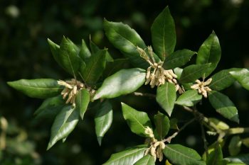 QUERCUS Ilex - CHÊNE Vert – Image 2