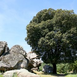 QUERCUS Ilex - CHÊNE Vert