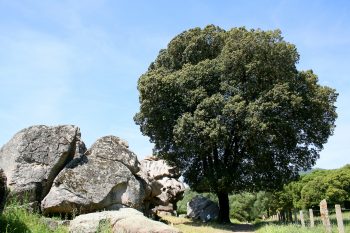 QUERCUS Ilex - CHÊNE Vert