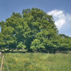 QUERCUS ROBUR- CHÊNE Pédonculé
