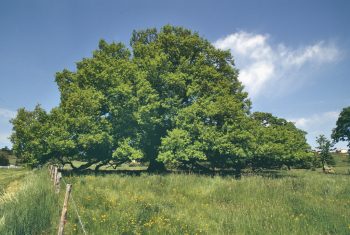 QUERCUS ROBUR- CHÊNE Pédonculé