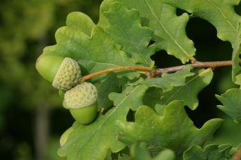 QUERCUS ROBUR- CHÊNE Pédonculé – Image 2