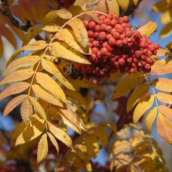 SORBUS Aucuparia - SORBIER Des Oiseaux – Image 3