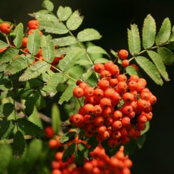 SORBUS Aucuparia - SORBIER Des Oiseaux