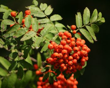 SORBUS Aucuparia - SORBIER Des Oiseaux