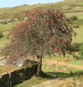 SORBUS Aucuparia - SORBIER Des Oiseaux – Image 2