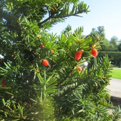 TAXUS Baccata - IF Commun