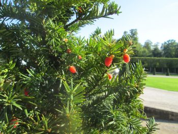 TAXUS Baccata - IF Commun