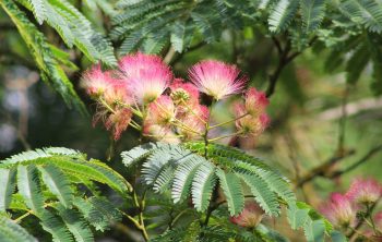 ALBIZIA Julibrissin Ombrella – Image 3