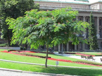 ALBIZIA Julibrissin Ombrella – Image 2
