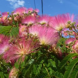 ALBIZIA Julibrissin Ombrella