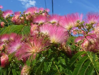 ALBIZIA Julibrissin Ombrella