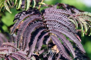 ALBIZIA Julibrissin Summer Chocolate – Image 2