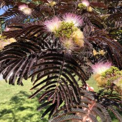 ALBIZIA Julibrissin Summer Chocolate