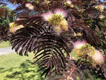 ALBIZIA Julibrissin Summer Chocolate