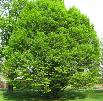 CARPINUS Betulus Fastigiata - CHARME Fastigié – Image 3