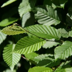 CARPINUS Betulus Fastigiata - CHARME Fastigié