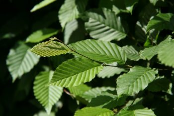 CARPINUS Betulus Fastigiata - CHARME Fastigié