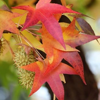 LIQUIDAMBAR Styraciflua – Image 5