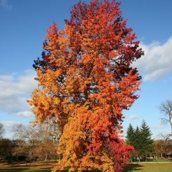 LIQUIDAMBAR Styraciflua