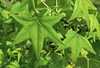 LIQUIDAMBAR Styraciflua – Image 4
