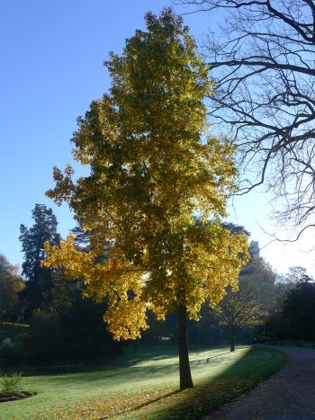 LIQUIDAMBAR Styraciflua – Image 3