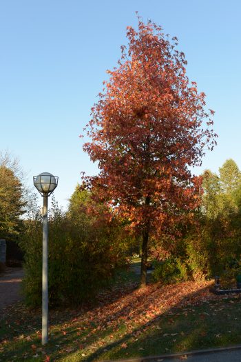 LIQUIDAMBAR Styraciflua – Image 2