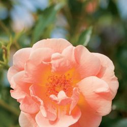 ROSIER Decorosiers Calizia