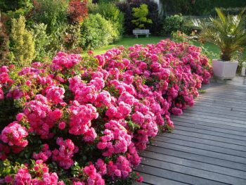 ROSIER Decorosiers Emera – Image 2