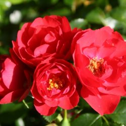 ROSIER Decorosiers Kadora