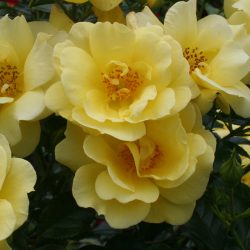 ROSIER Decorosiers Suneva