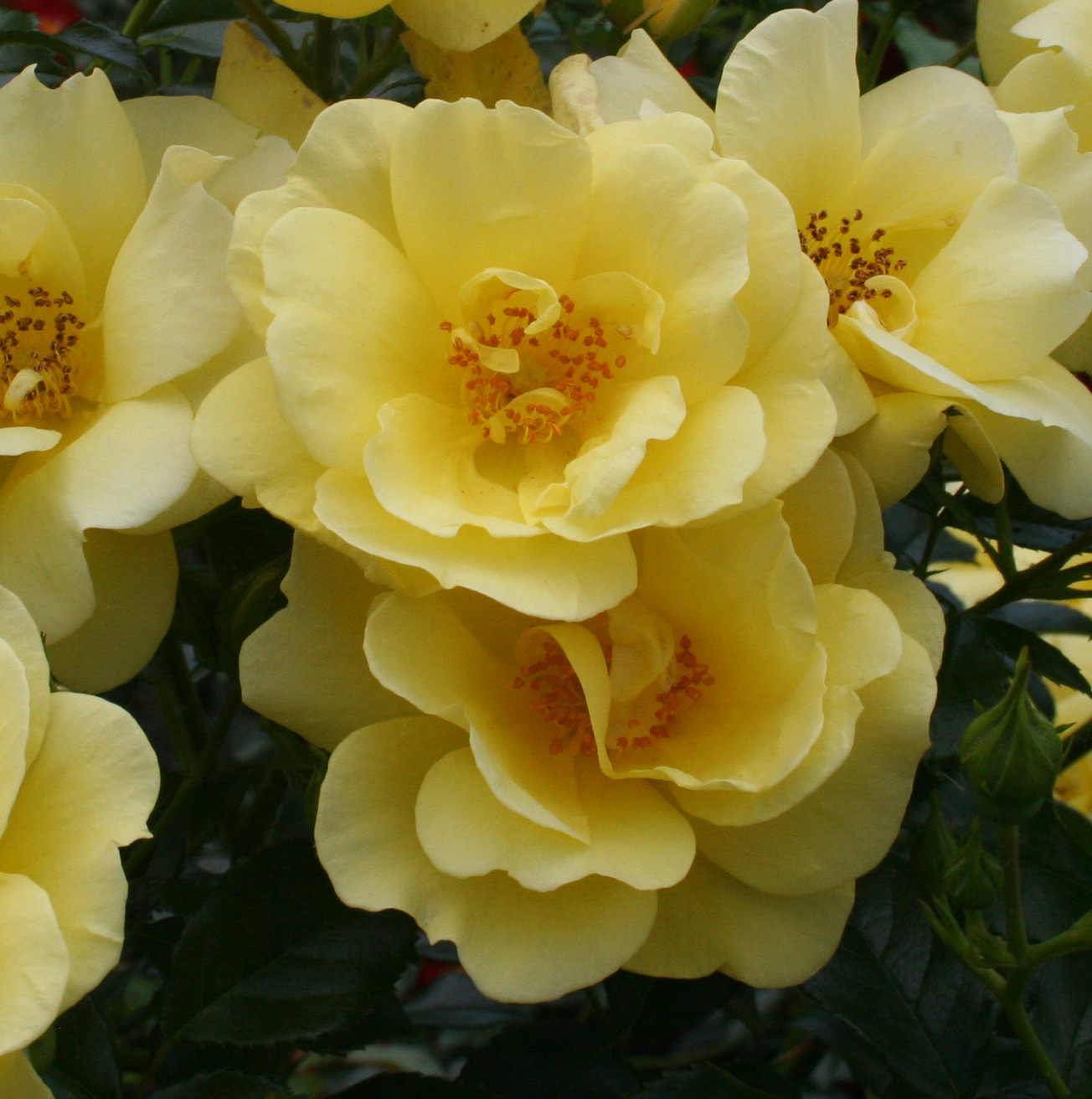 ROSIER Decorosiers Suneva