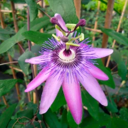 PASSIFLORA Violacea Amethyst